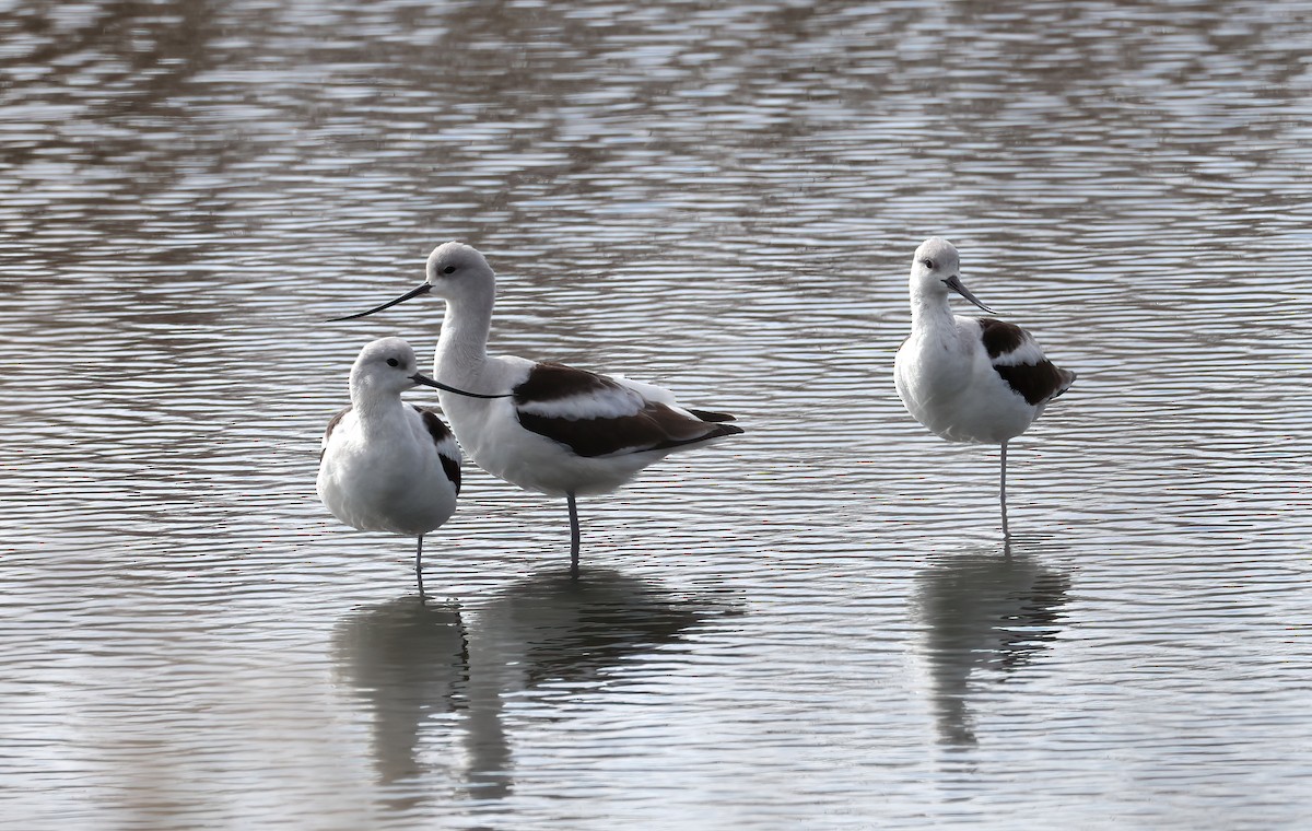 Avocette d'Amérique - ML612202605