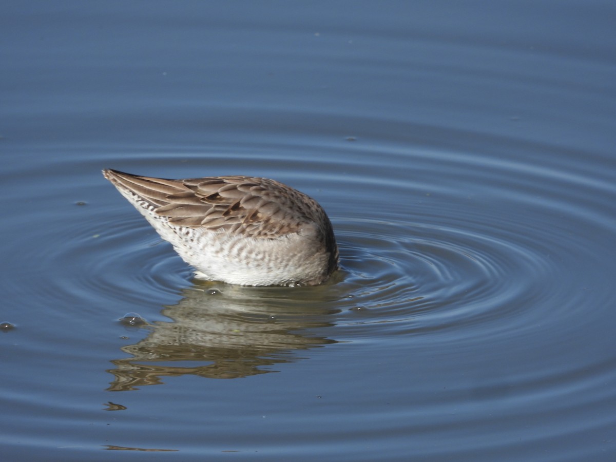 Short-billed/Long-billed Dowitcher - Avo Stilt