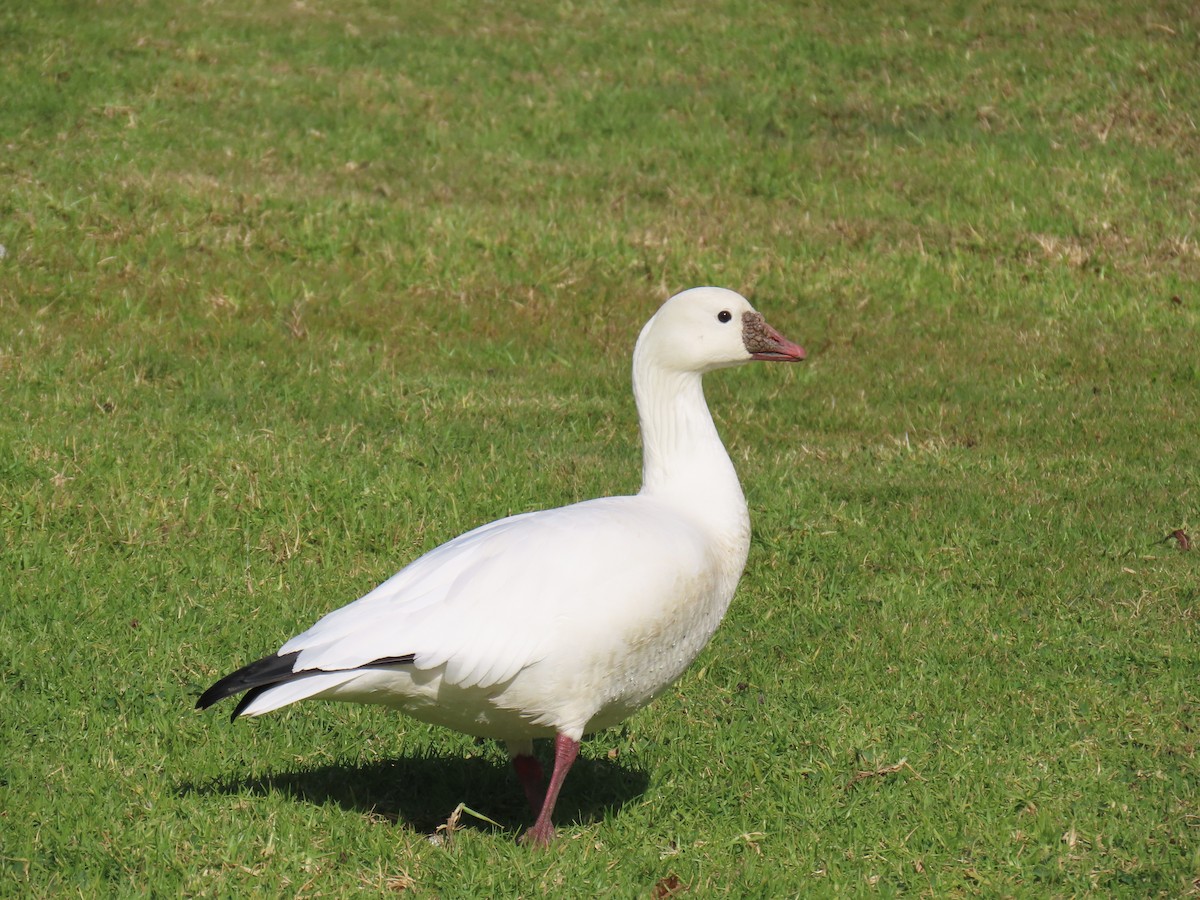 Ross's Goose - ML612202834