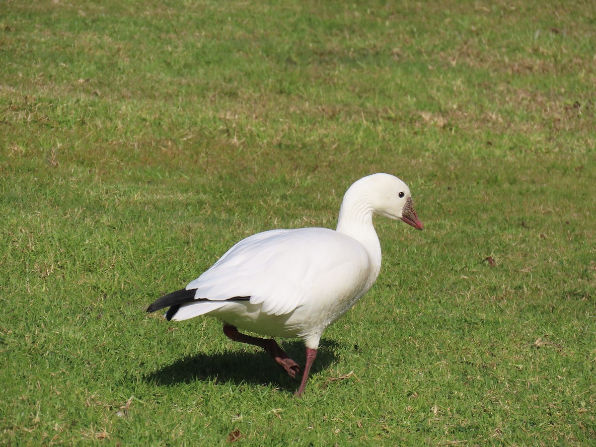 Ross's Goose - ML612202836