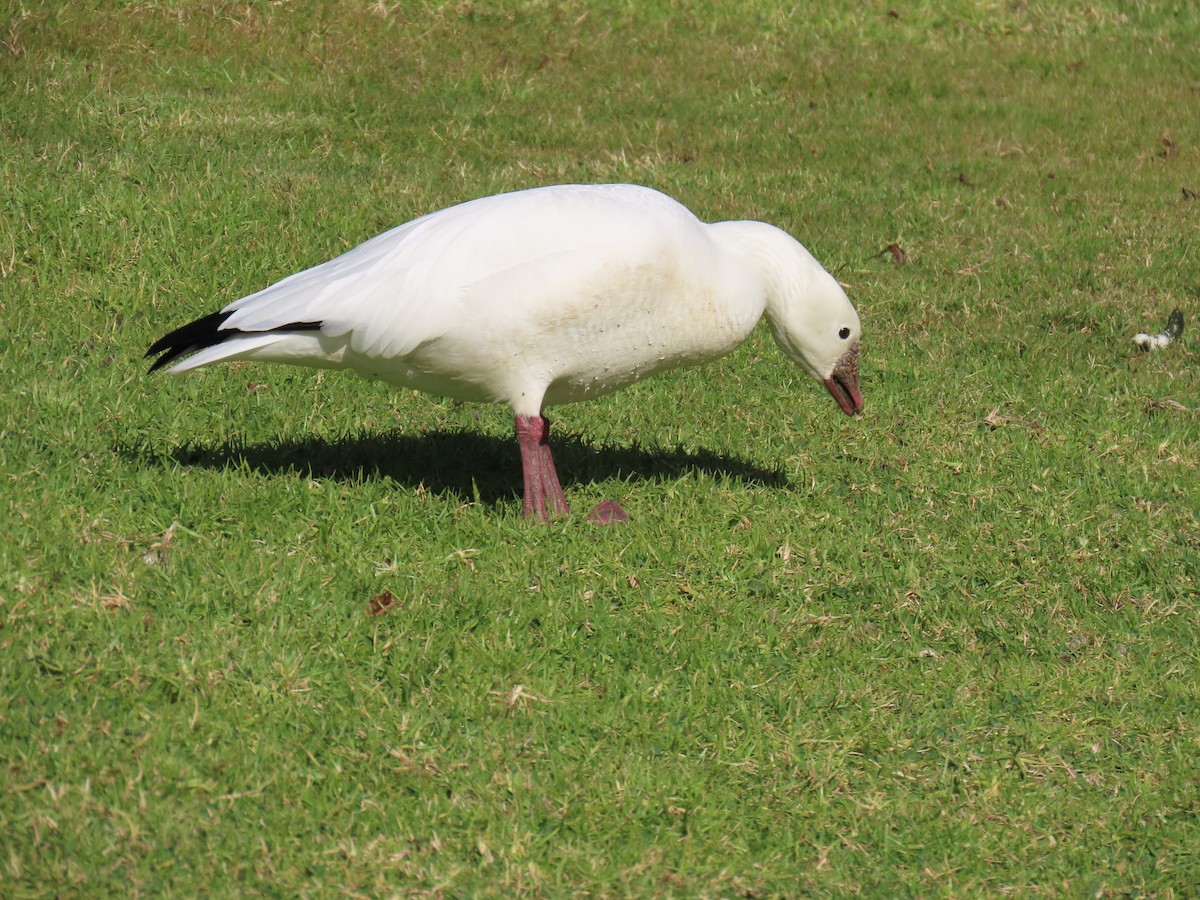 Ross's Goose - ML612202840