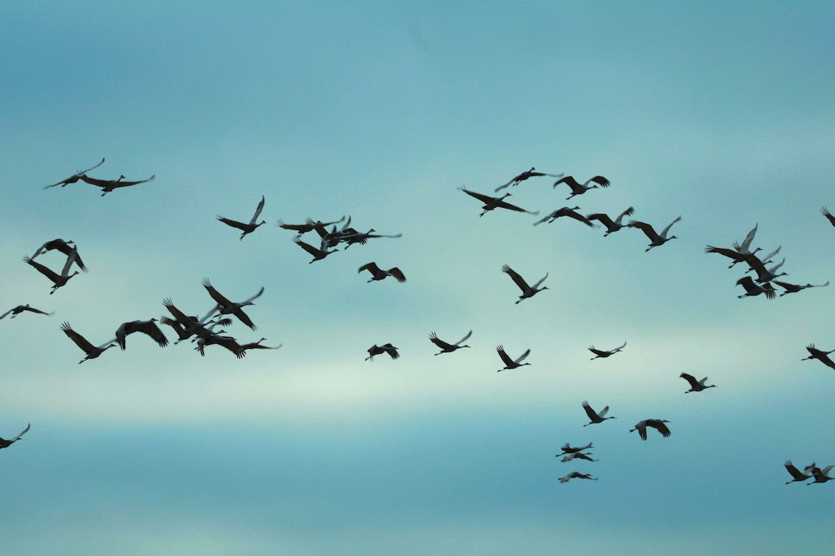 Sandhill Crane - Russ Sulich