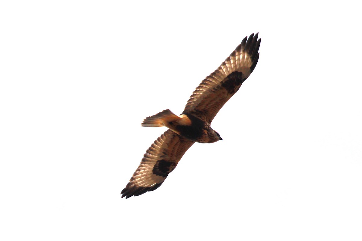 Rough-legged Hawk - Russ Sulich