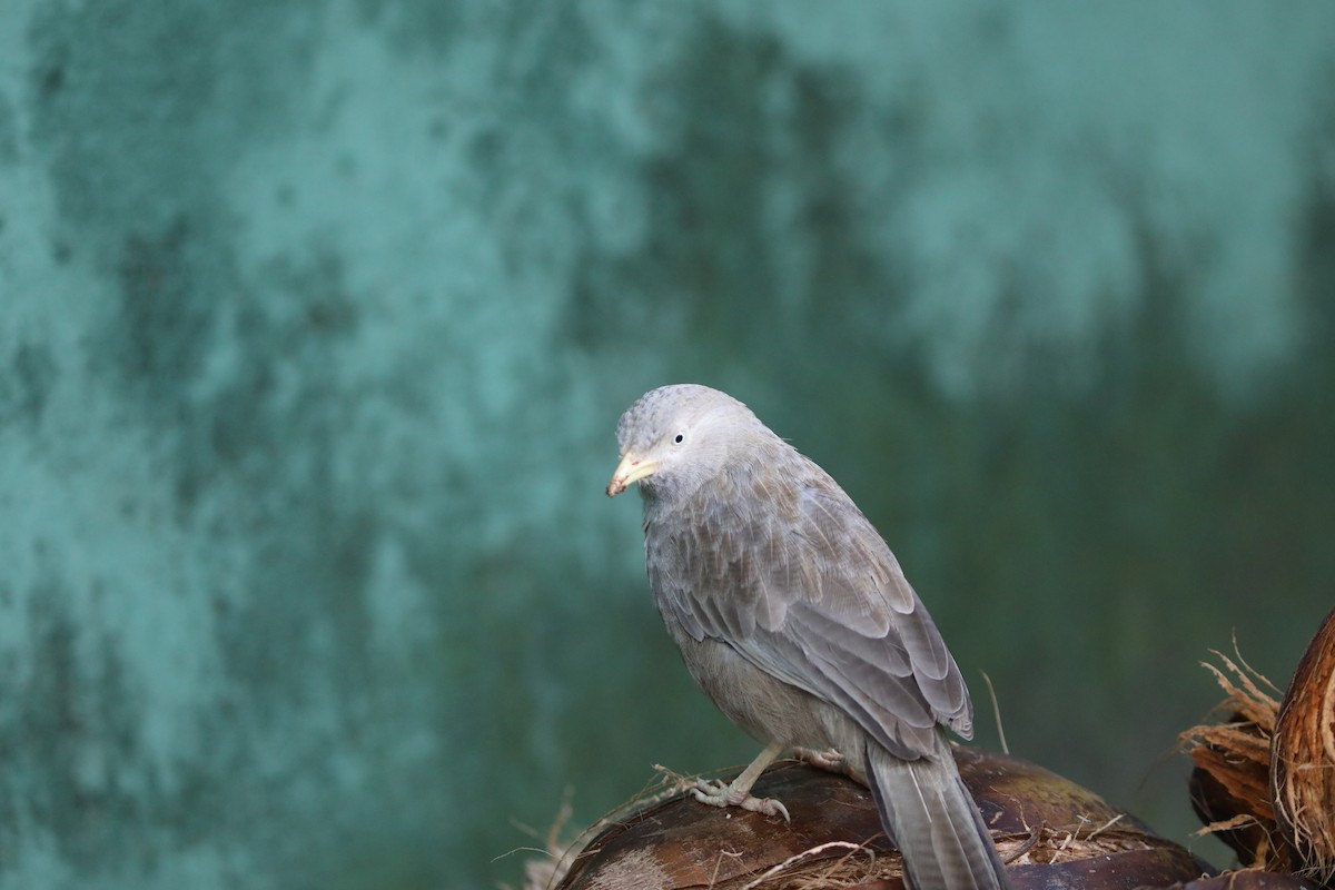 Yellow-billed Babbler - ML612202910