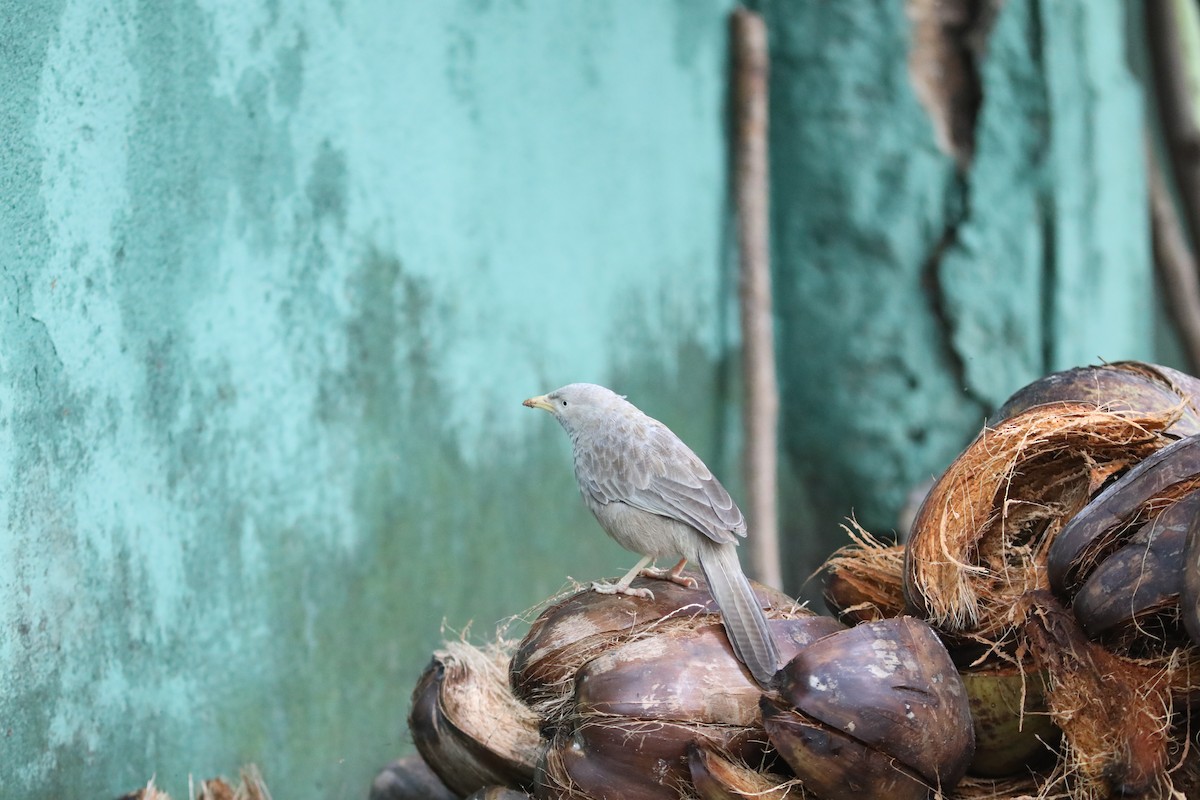 Yellow-billed Babbler - ML612202911