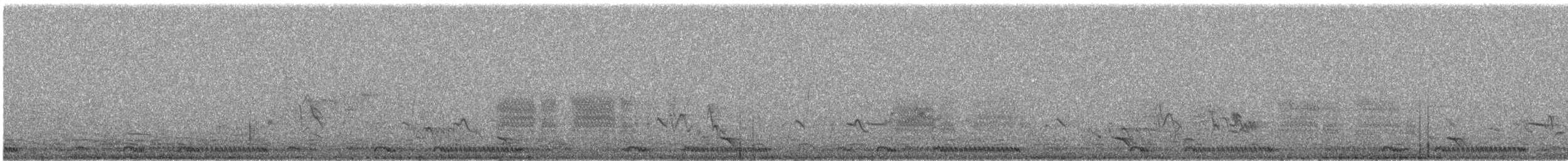svartryggvarsler (collaris gr.) - ML612202912