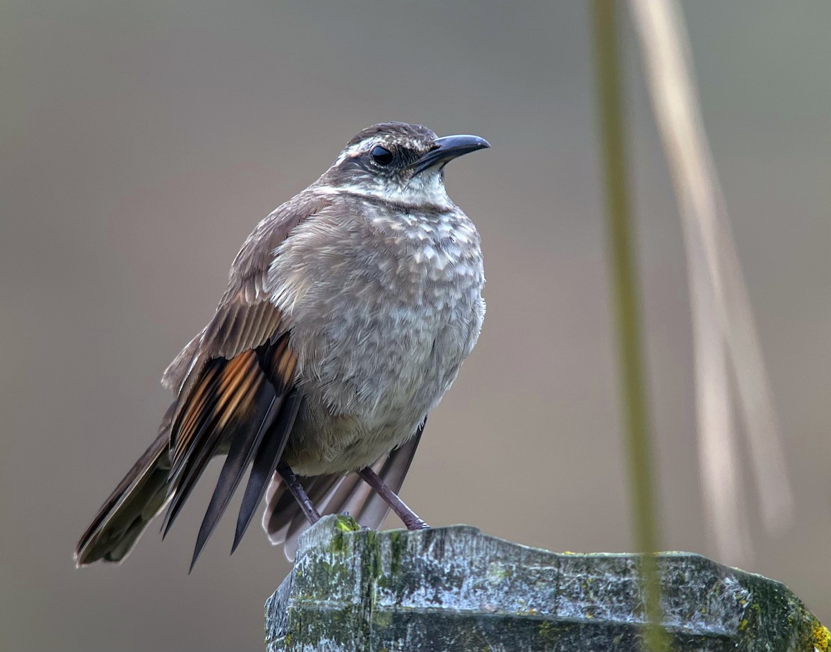 Stout-billed Cinclodes - ML612203039