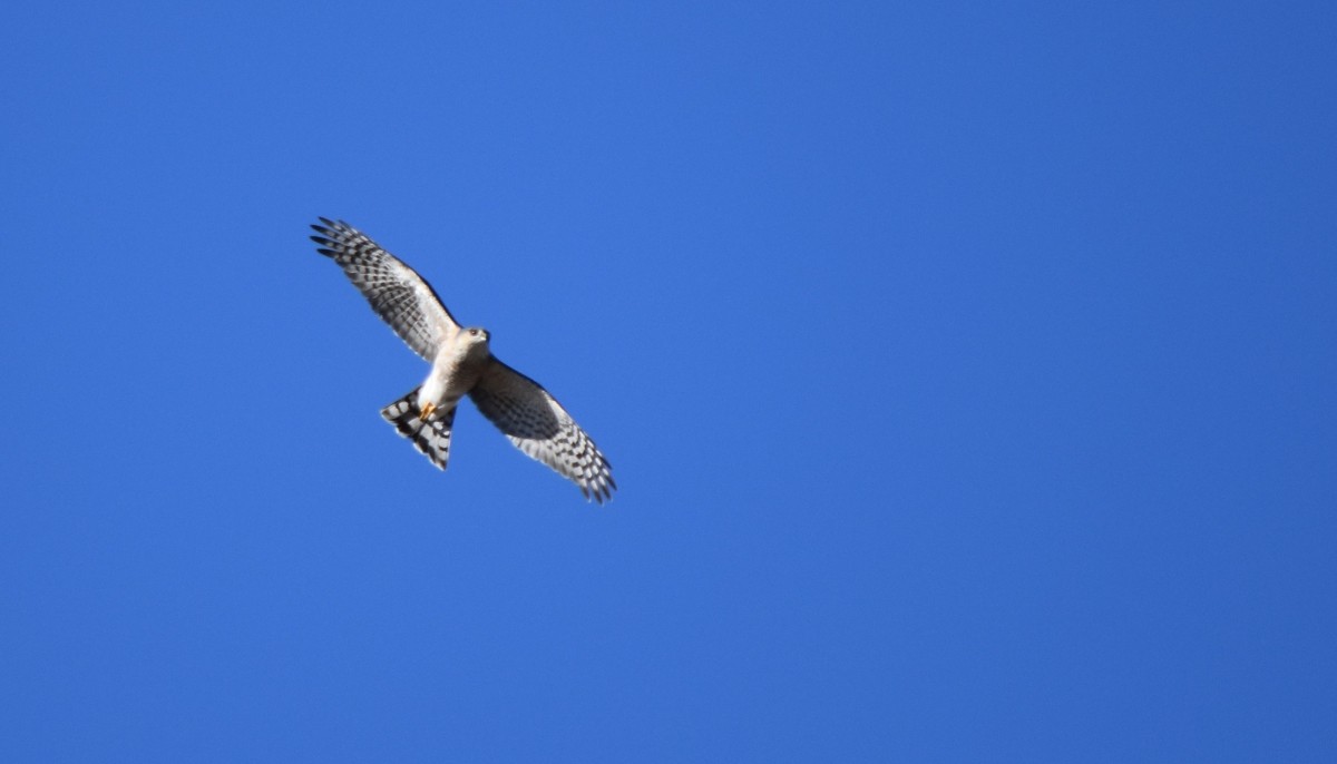 Sharp-shinned Hawk - ML612203181