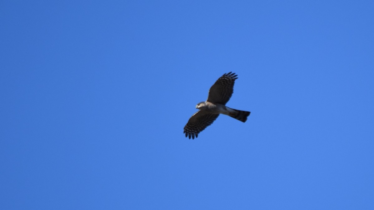 Sharp-shinned Hawk - ML612203182