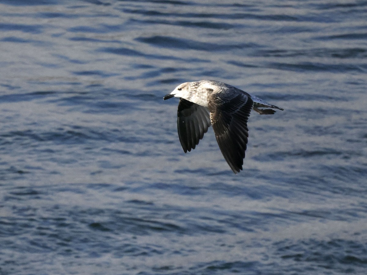 Lesser Black-backed Gull - Scott Ray