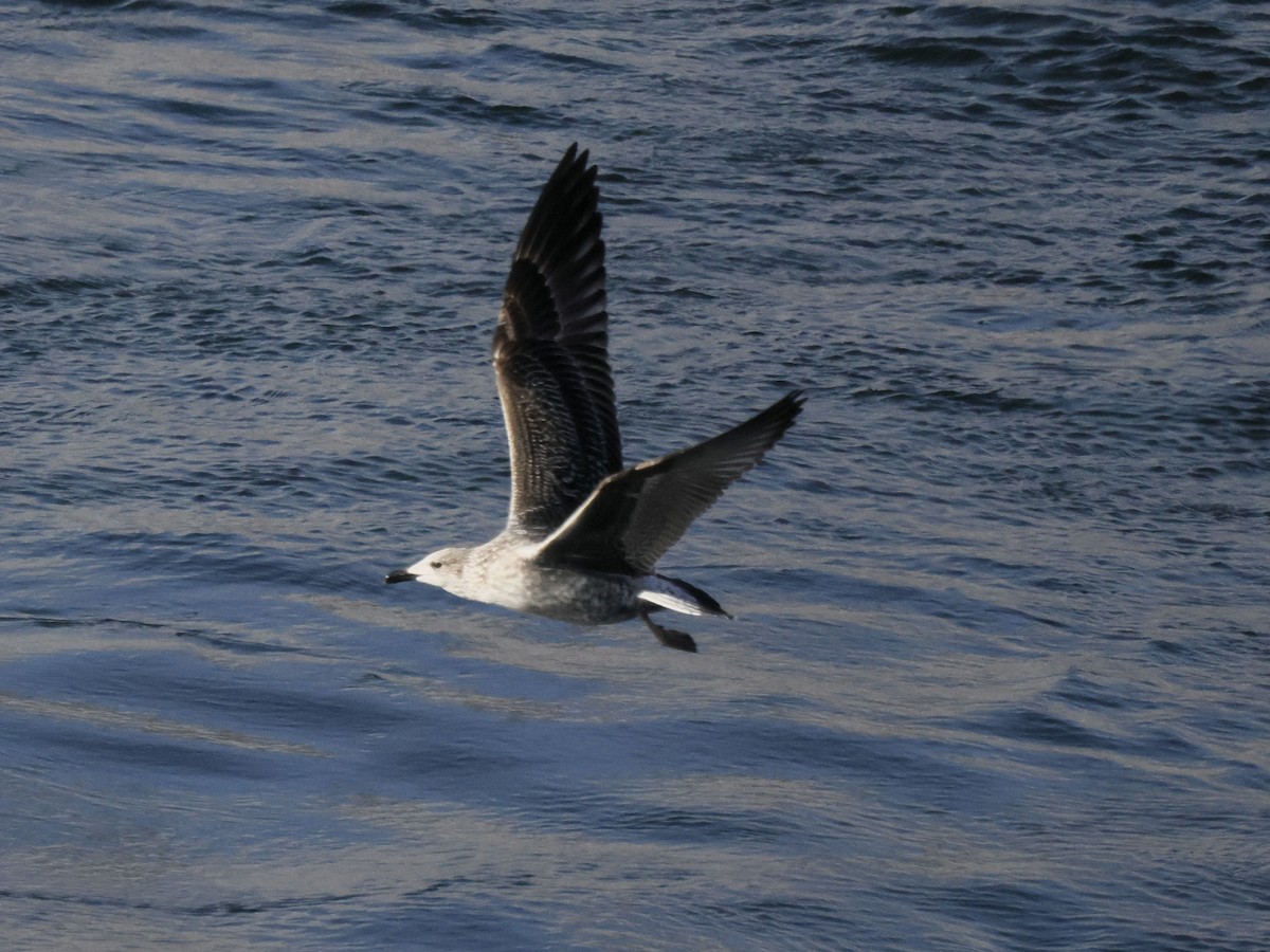 Lesser Black-backed Gull - Scott Ray