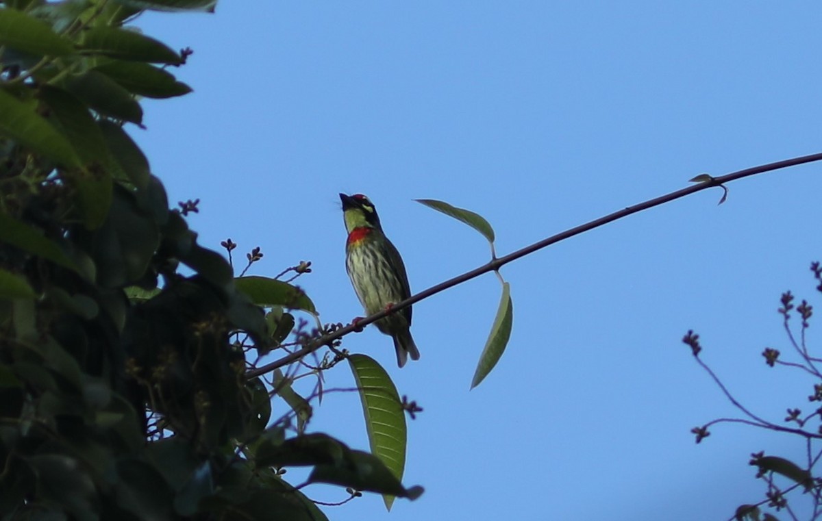 Coppersmith Barbet - ML612203195