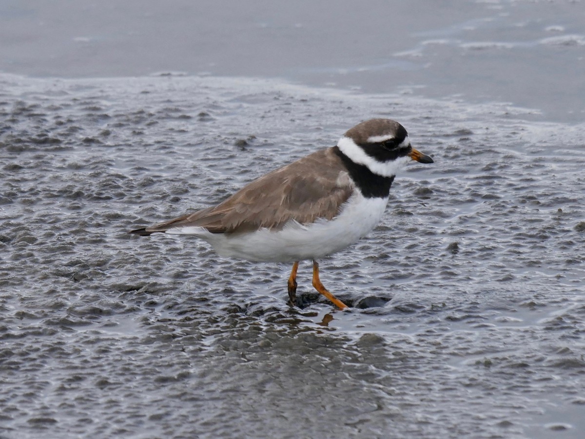 Common Ringed Plover - Vincent France-Lanord