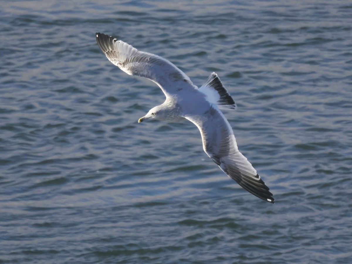 Gaviota Argéntea - ML612203265