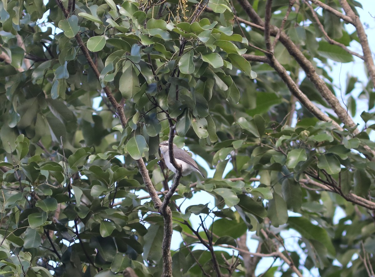 Sri Lanka Woodshrike - ML612203271