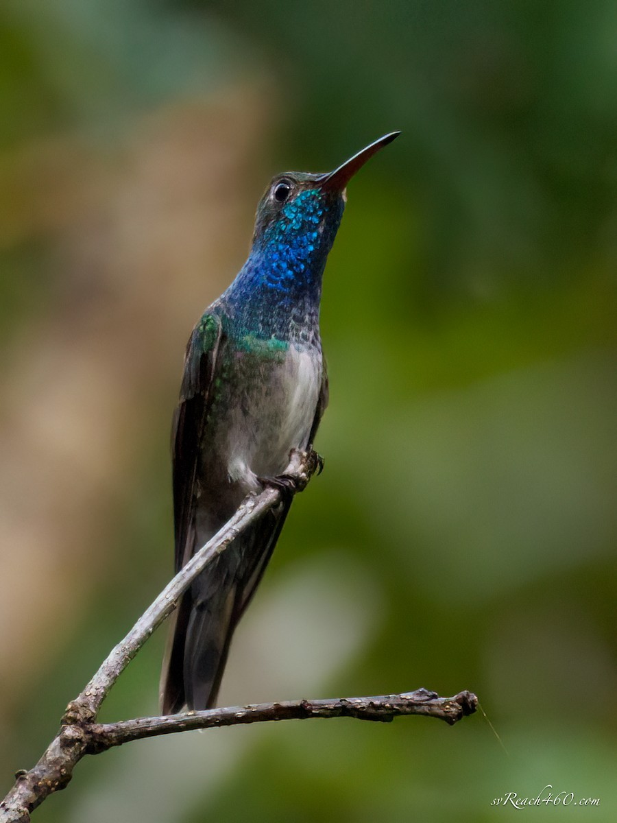 Honduran Emerald - ML612203291