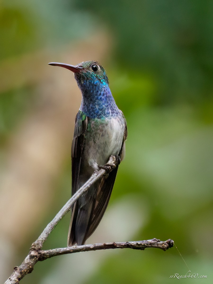 Honduran Emerald - ML612203292