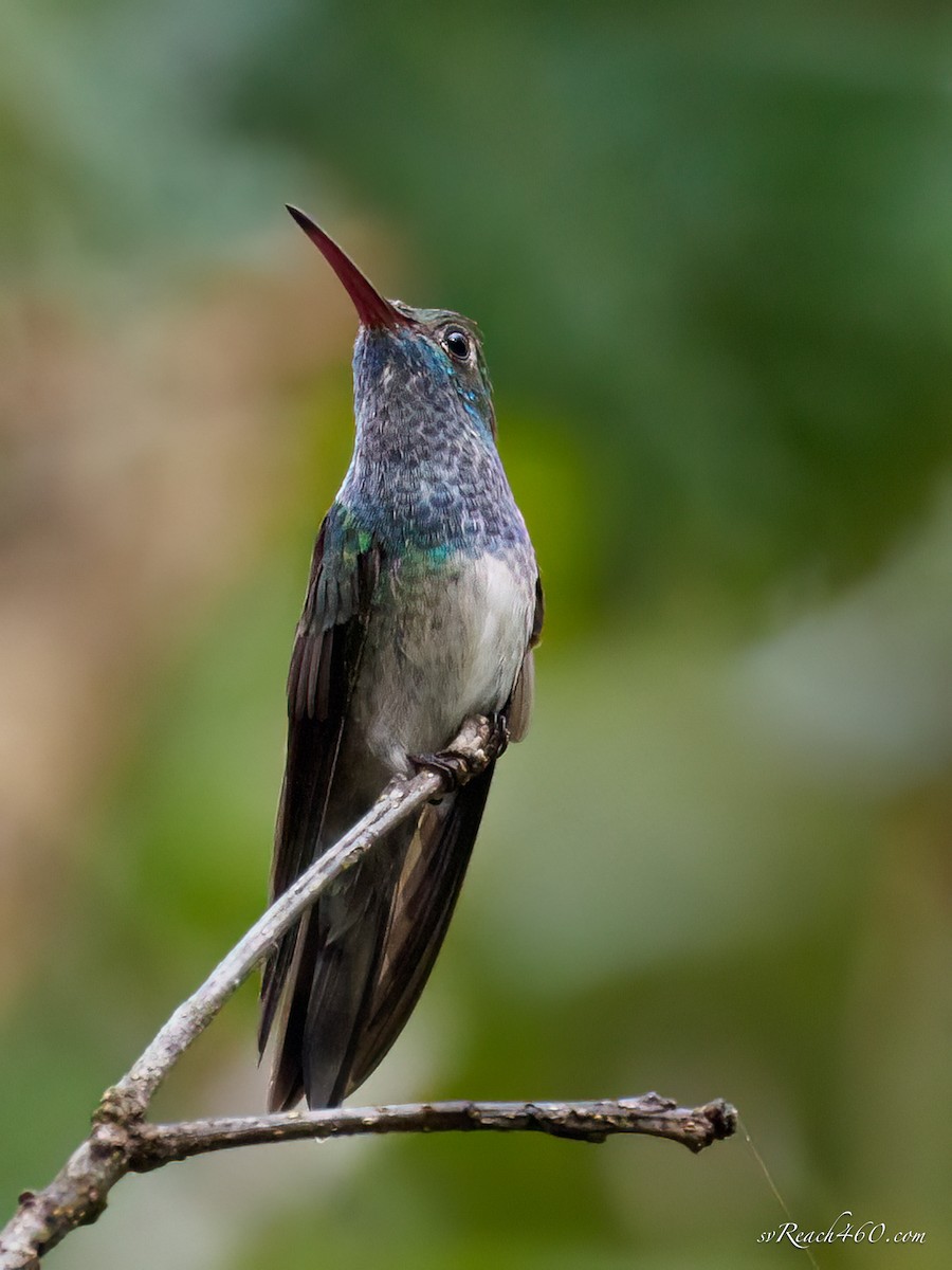 Honduran Emerald - ML612203331