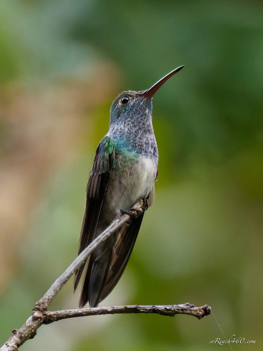 Honduran Emerald - ML612203366