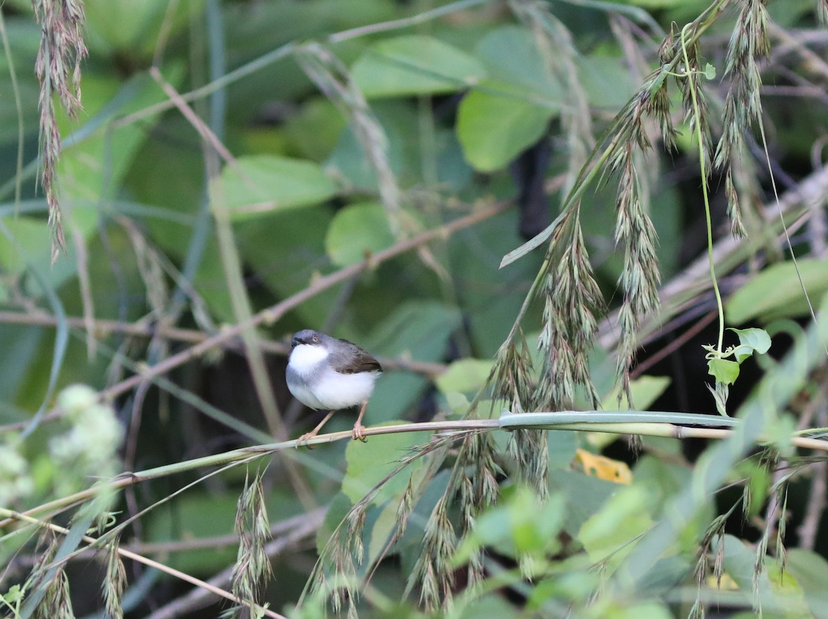 gråbrystprinia - ML612203369