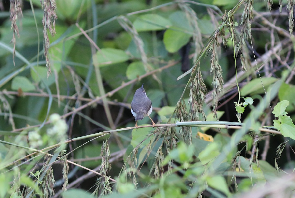 Gray-breasted Prinia - ML612203370