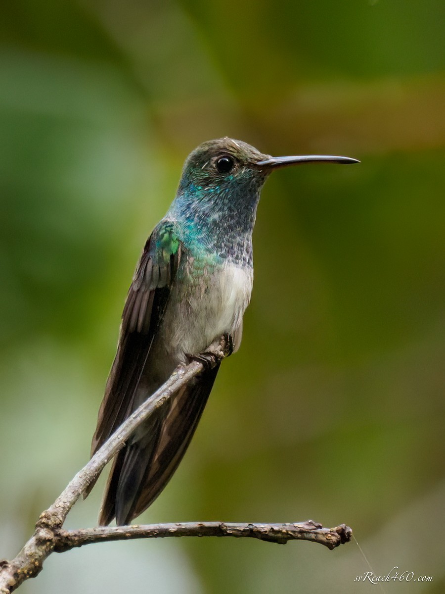 Honduran Emerald - ML612203371