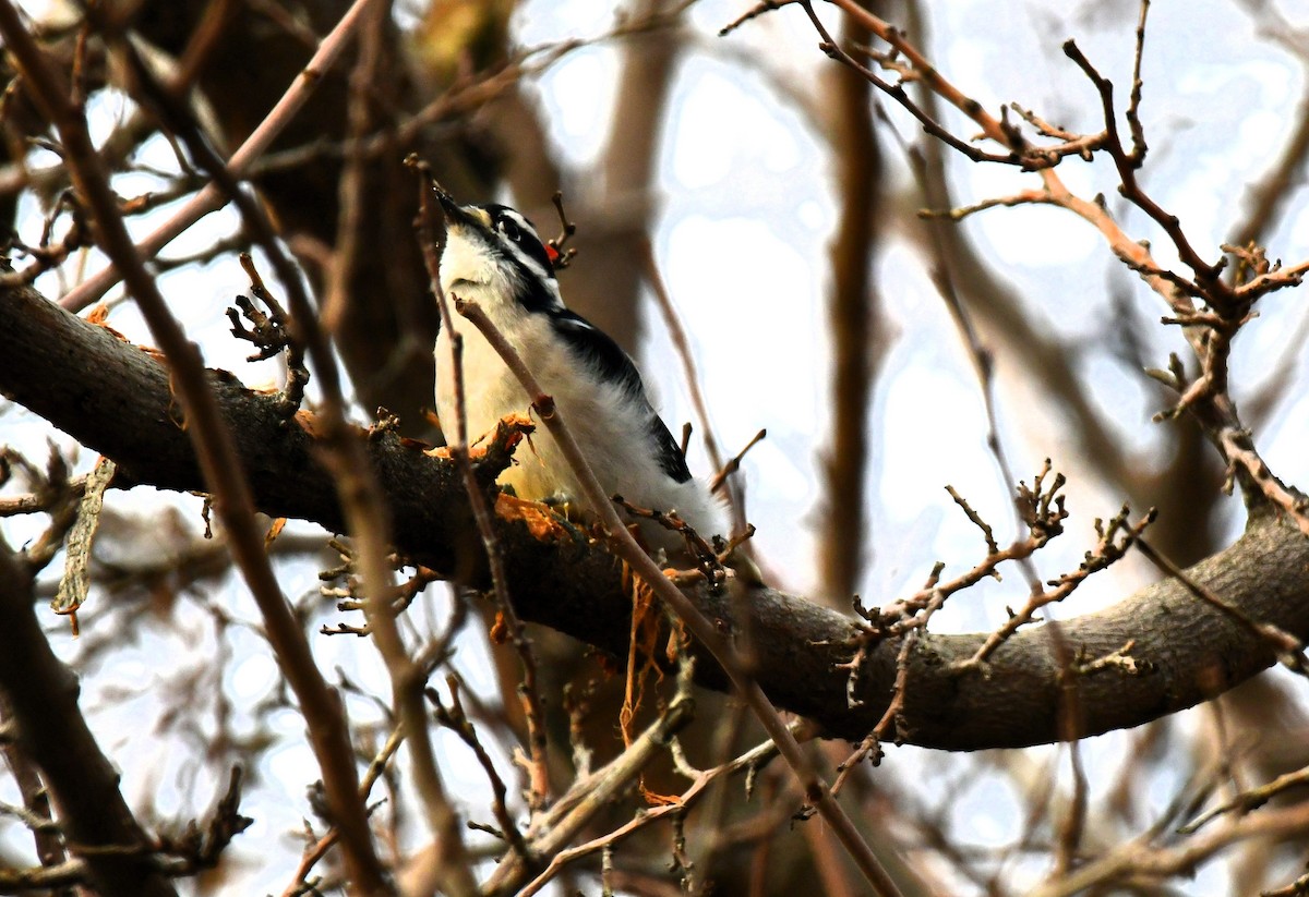 Downy Woodpecker - Elke Davis