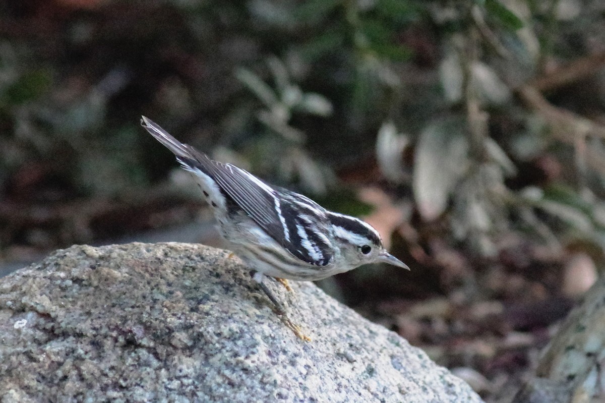 Black-and-white Warbler - ML612203413