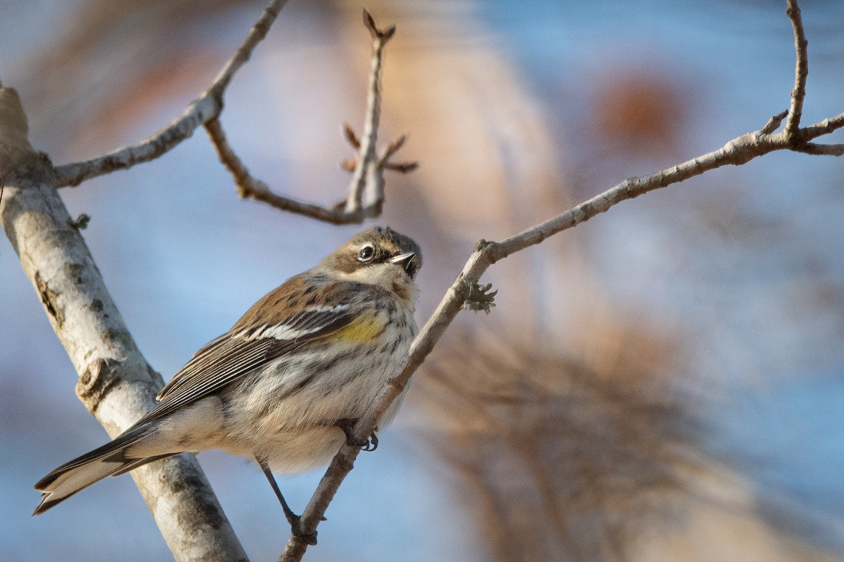 Yellow-rumped Warbler - ML612203529