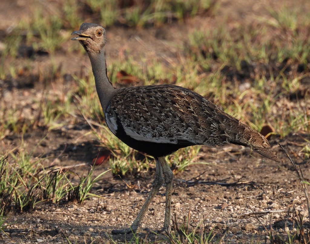 Red-crested Bustard - ML612203531