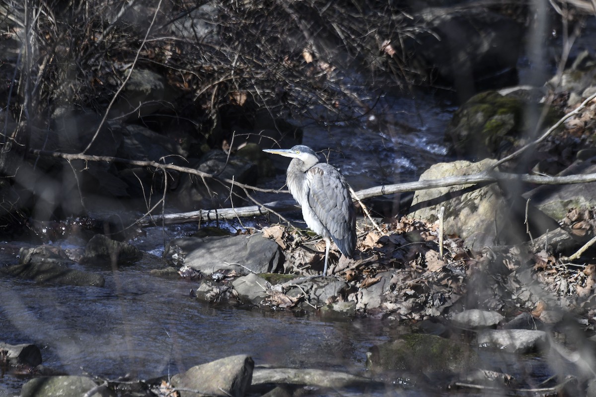 Great Blue Heron - ML612203574