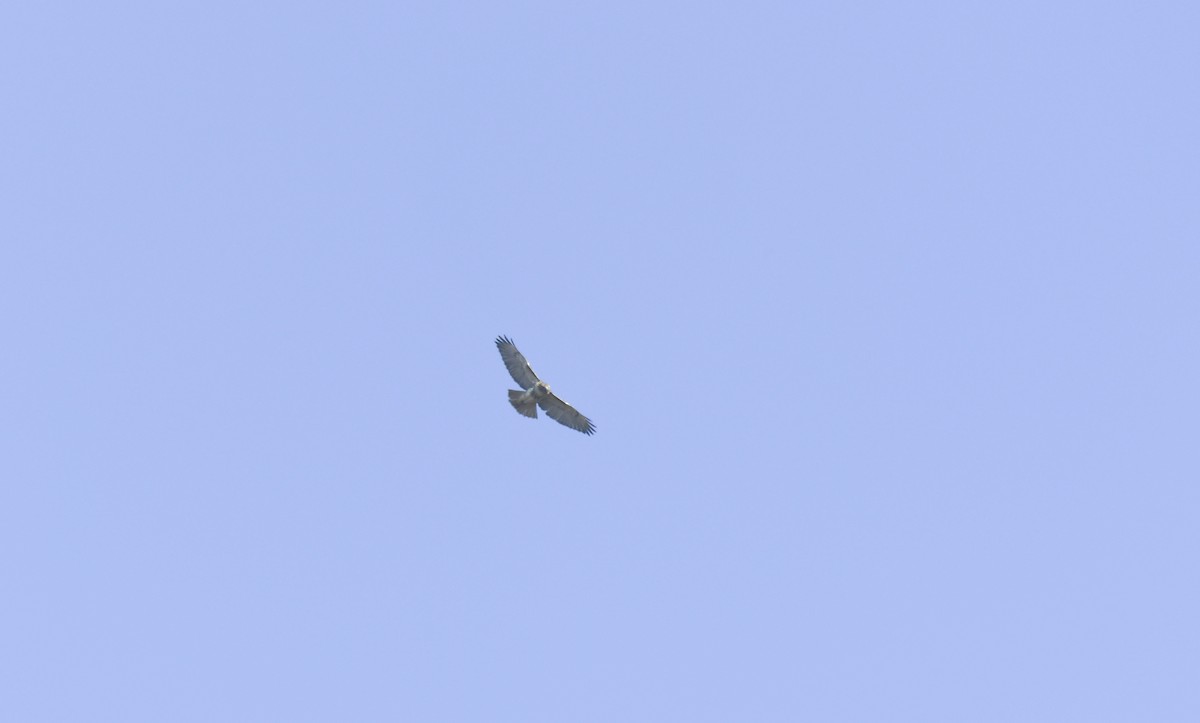 Red-tailed Hawk - ML612203596