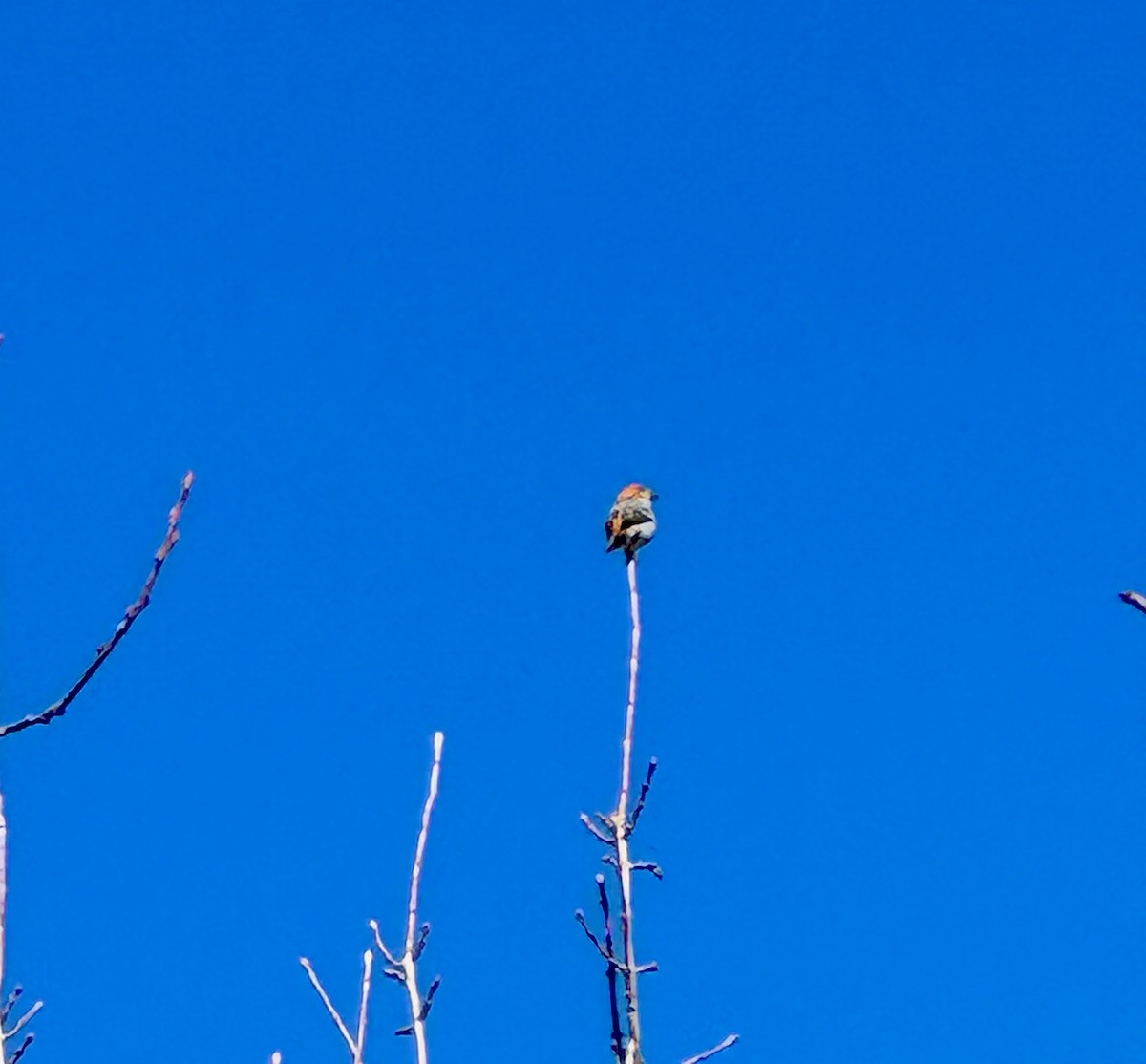 Pine Grosbeak - Tad Blank