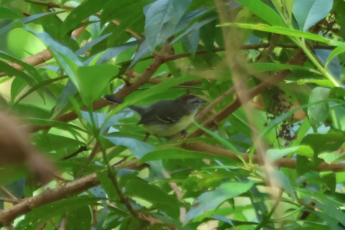 Yellow-breasted Antwren - ML612203617