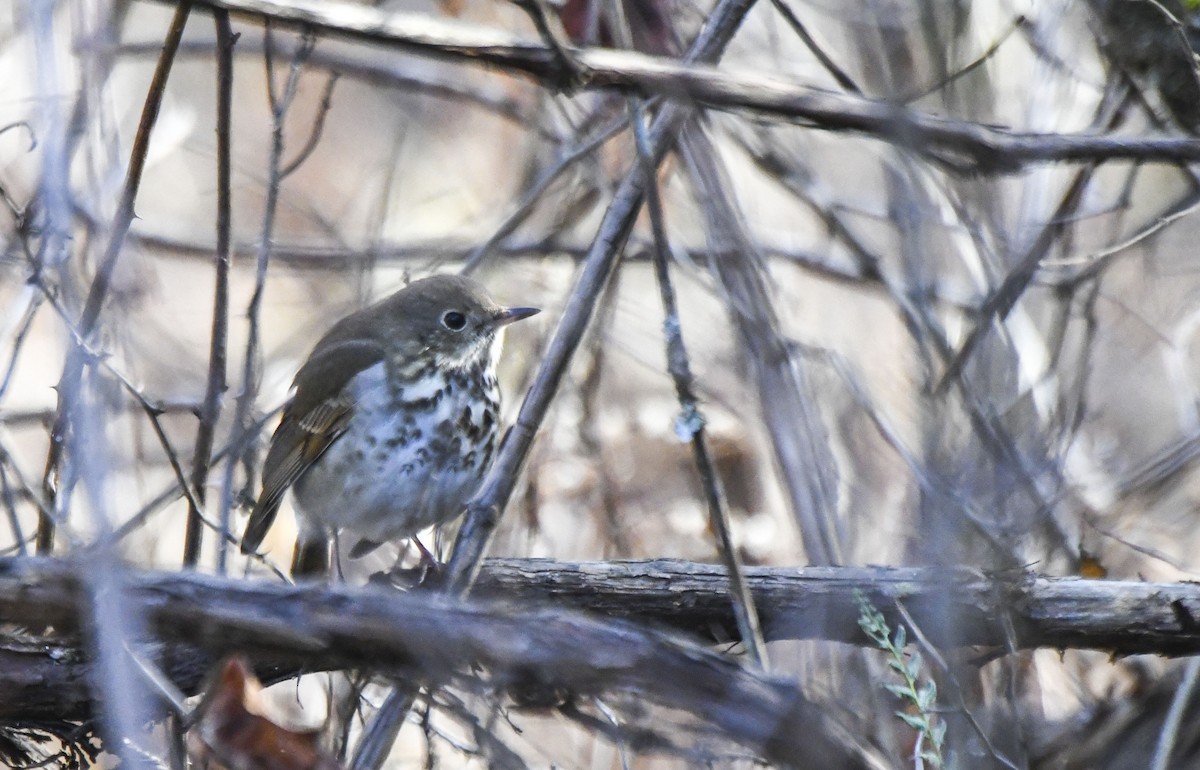 Hermit Thrush - ML612203618