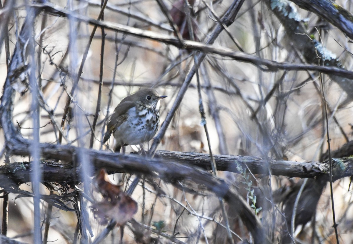 Hermit Thrush - ML612203623