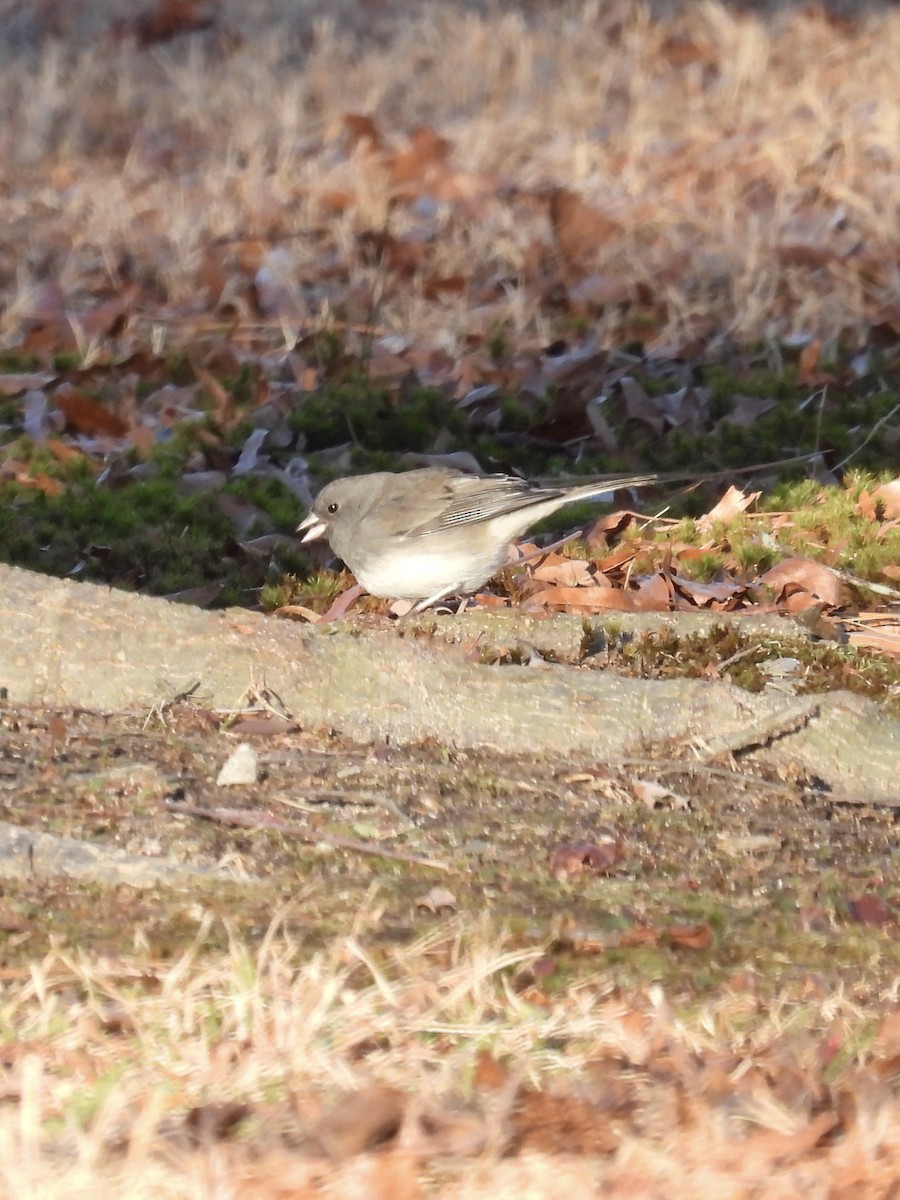 Dark-eyed Junco - ML612203646