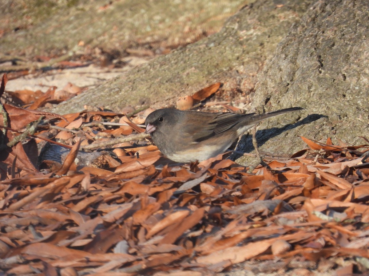 Dark-eyed Junco - ML612203647