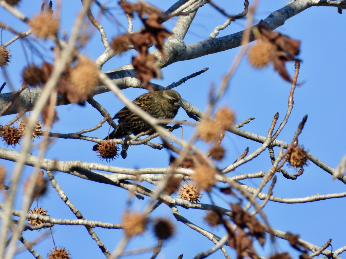 Red-winged Blackbird - ML612203654