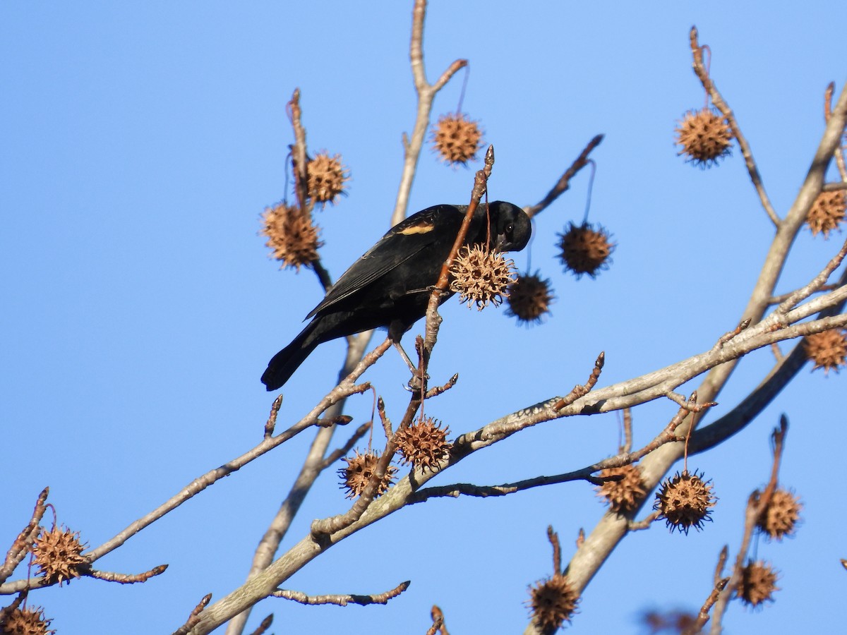 Red-winged Blackbird - ML612203655