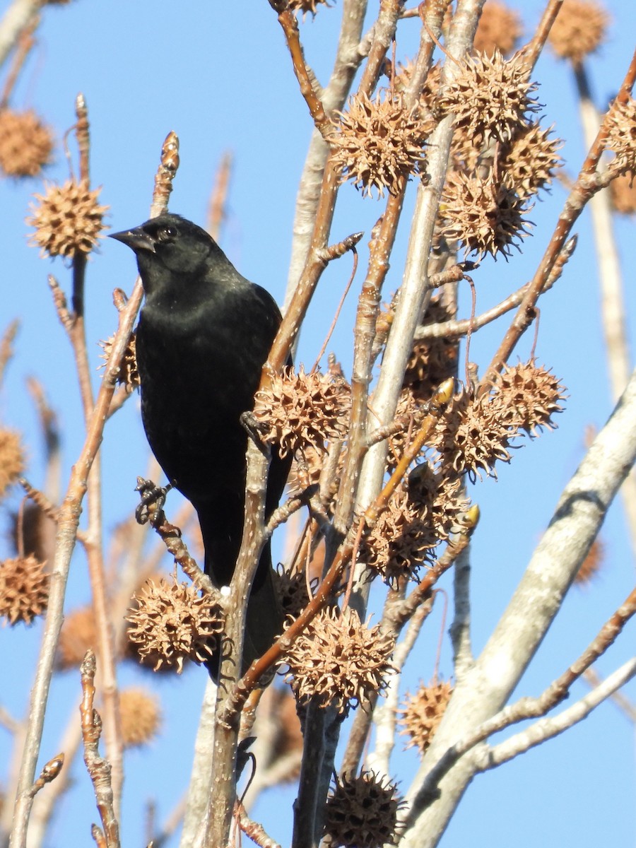 Red-winged Blackbird - ML612203656