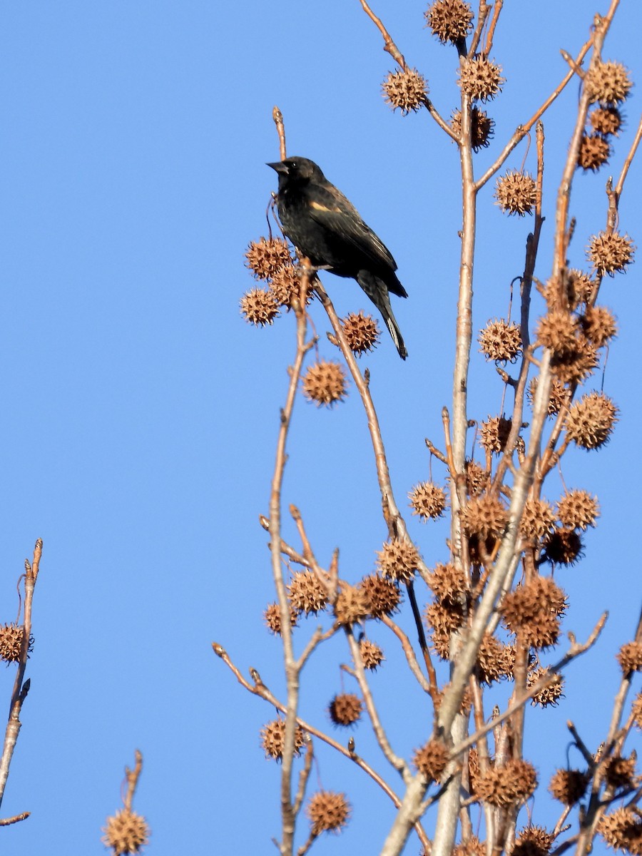 Red-winged Blackbird - ML612203657