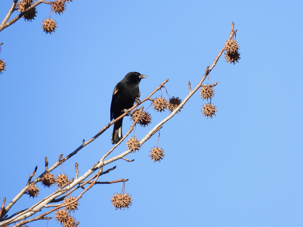 Red-winged Blackbird - ML612203658