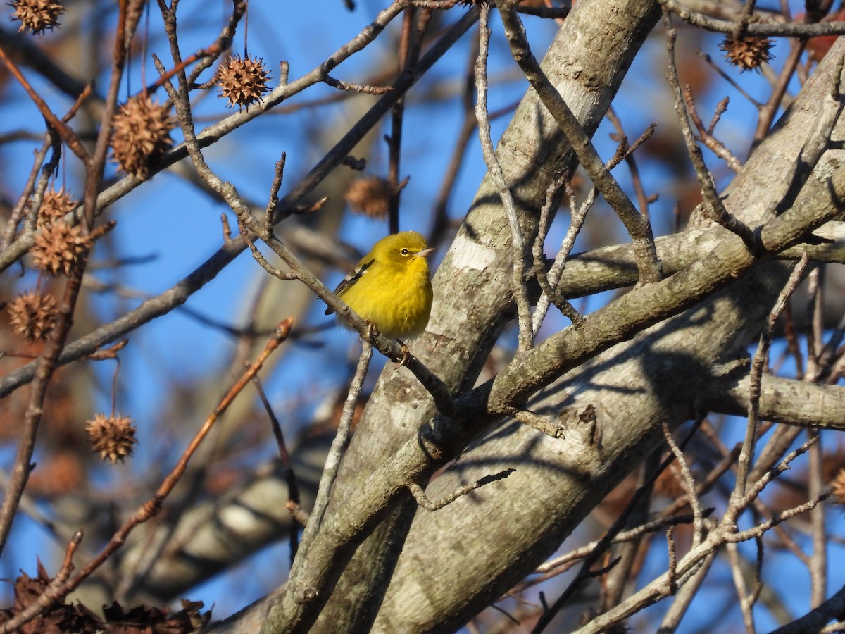 Pine Warbler - ML612203668