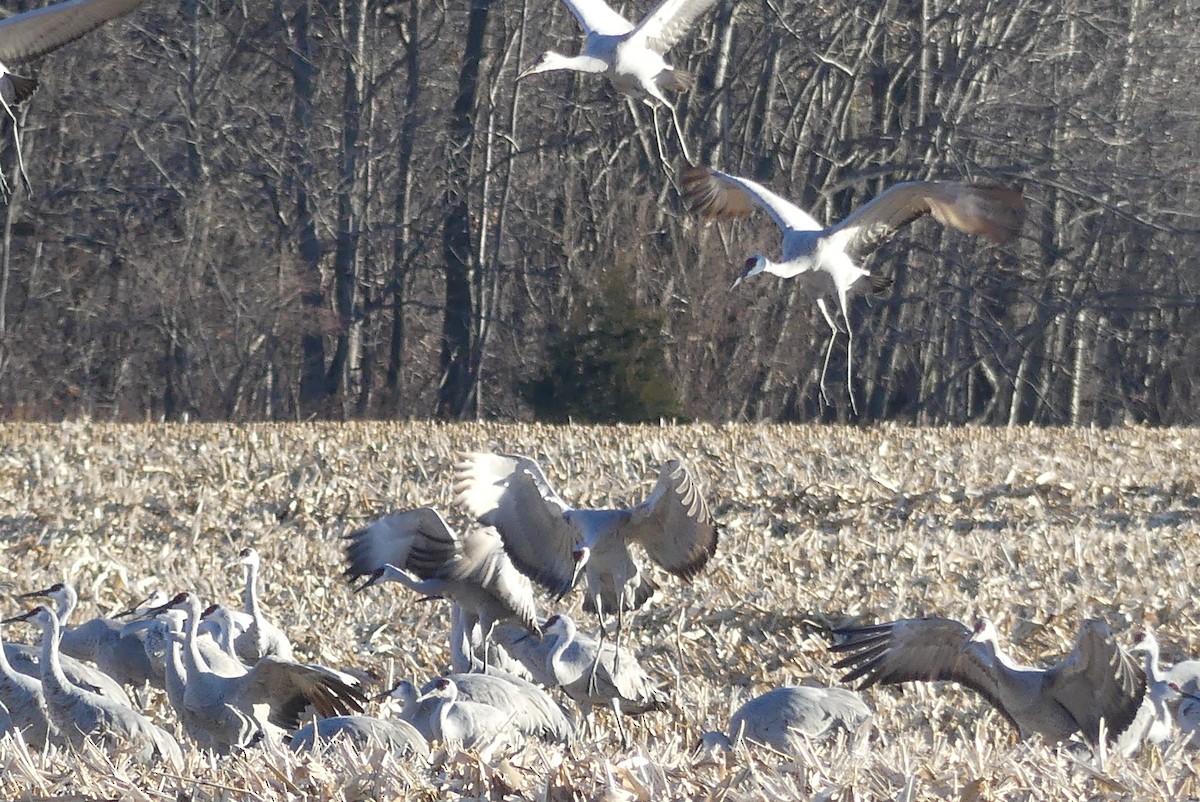 Sandhill Crane - ML612203749