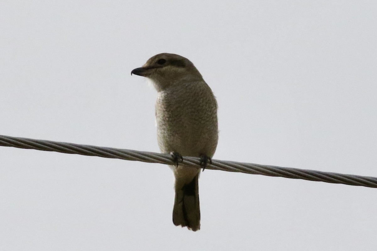 Northern Shrike - ML612203828