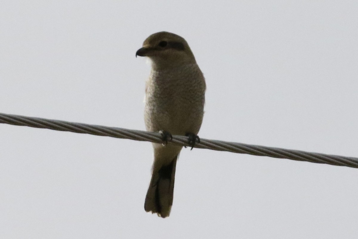 Northern Shrike - ML612203829