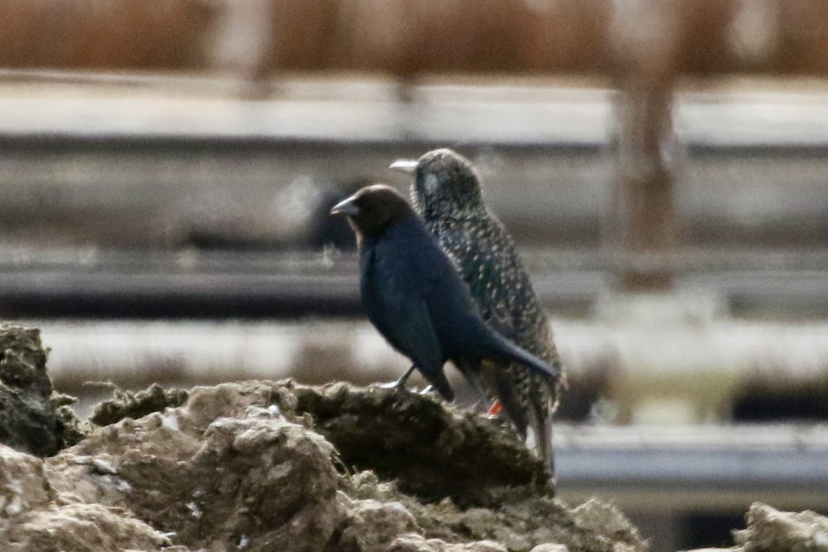Brown-headed Cowbird - ML612203832