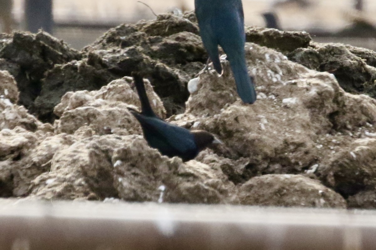 Brown-headed Cowbird - ML612203833