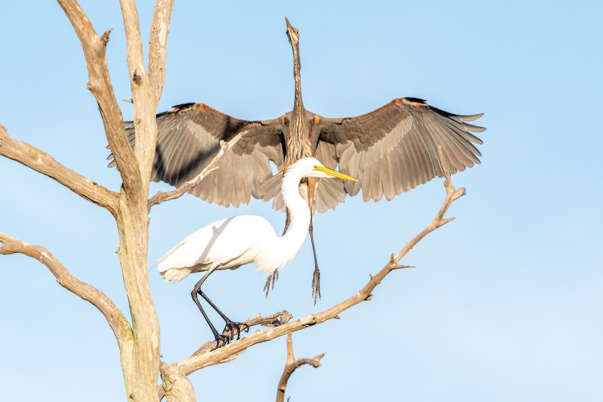 Great Blue Heron - Suzy Deese